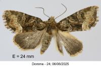 Oligia versicolor
