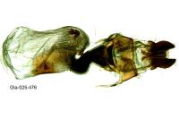 Oligia versicolor