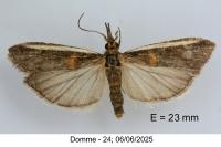 Etiella zinckenella