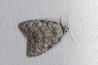 Meganola strigula