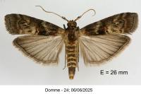 Phycita roborella