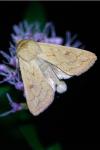 Mythimna vitellina