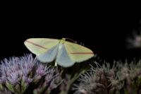 Rhodometra sacraria