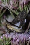 Aedia leucomelas
