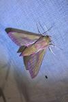 Deilephila elpenor