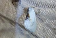 Cilix glaucata/hispanica