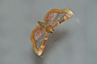 Hypsopygia costalis