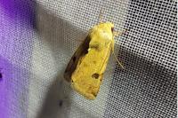 Heliothis peltigera