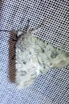 Anarta sodae