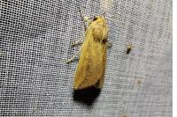 Mythimna unipuncta