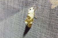 Acontia lucida