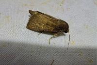 Lenisa geminipuncta
