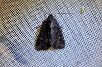 Mesapamea secalella/secalis
