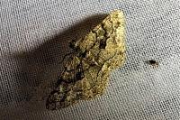 Peribatodes ilicaria ilicaria