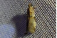 Acrobasis