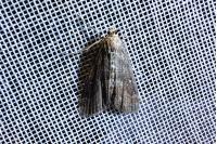 Parapoynx stratiotata