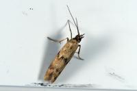 Homoeosoma sinuella