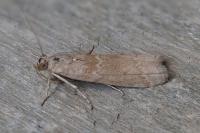 Bradyrrhoa cantenerella