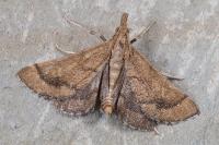 Metasia ibericalis