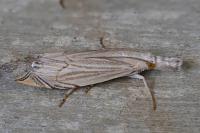 Metacrambus carectellus