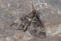 Duponchelia fovealis