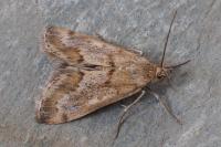 Tegostoma comparalis