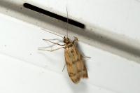 Homoeosoma sinuella
