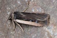 Ochropleura leucogaster