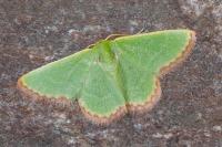 Eucrostes indigenata