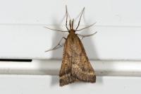 Synaphe punctalis