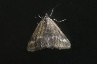 Pyrausta aerealis