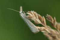 Agriphila straminella