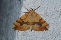 Cidaria fulvata