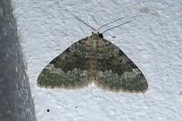 Colostygia aqueata aqueata