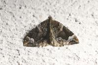 Eulithis prunata