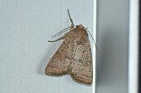 Hoplodrina