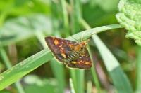 Pyrausta aurata