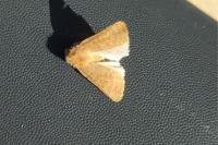 Hoplodrina ambigua