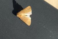 Hoplodrina ambigua