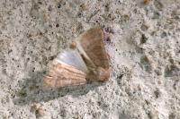 Hoplodrina ambigua