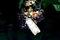 Agrotis ipsilon