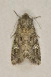 Mamestra brassicae