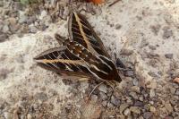 Hyles livornica