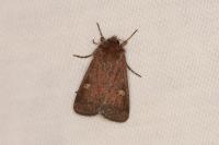 Xestia xanthographa