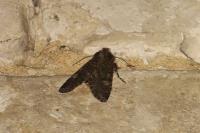 Mamestra brassicae