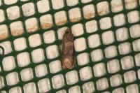 Agrotis ipsilon