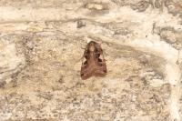 Xestia c-nigrum