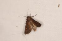 Lacanobia oleracea