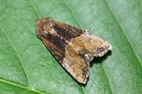 Mesoligia furuncula