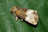 Mesoligia furuncula